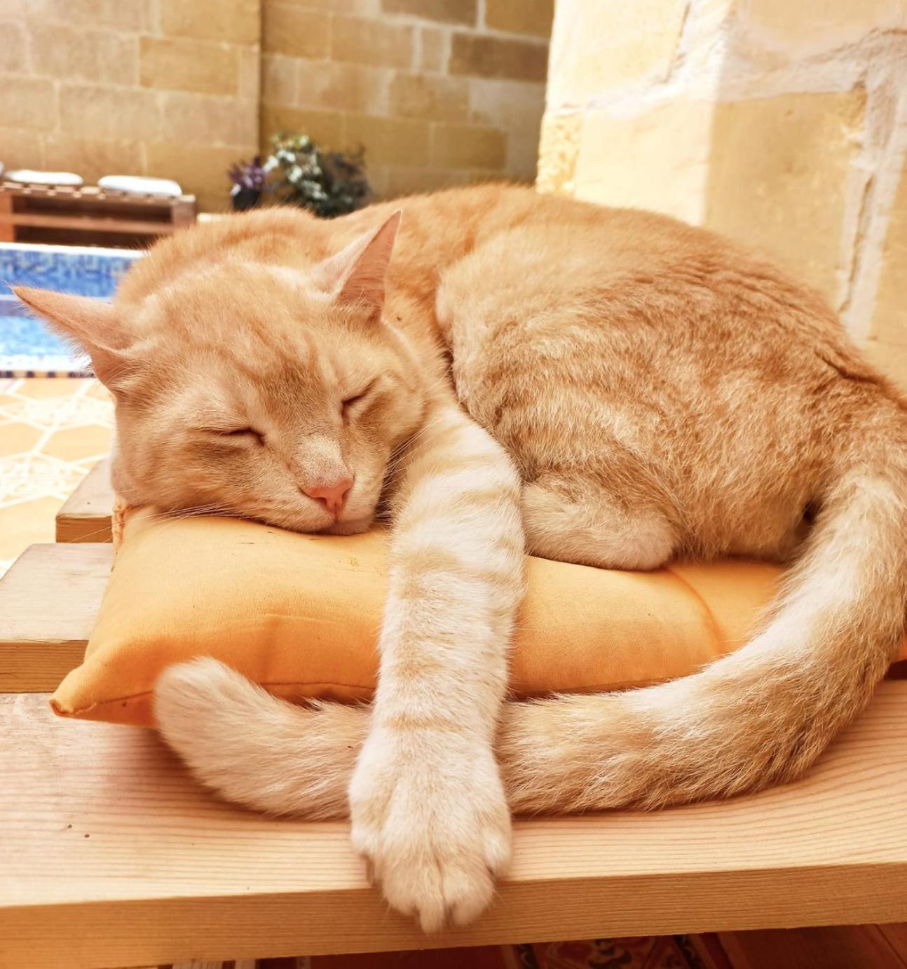 נדור Laremi Gozo B&B מראה חיצוני תמונה