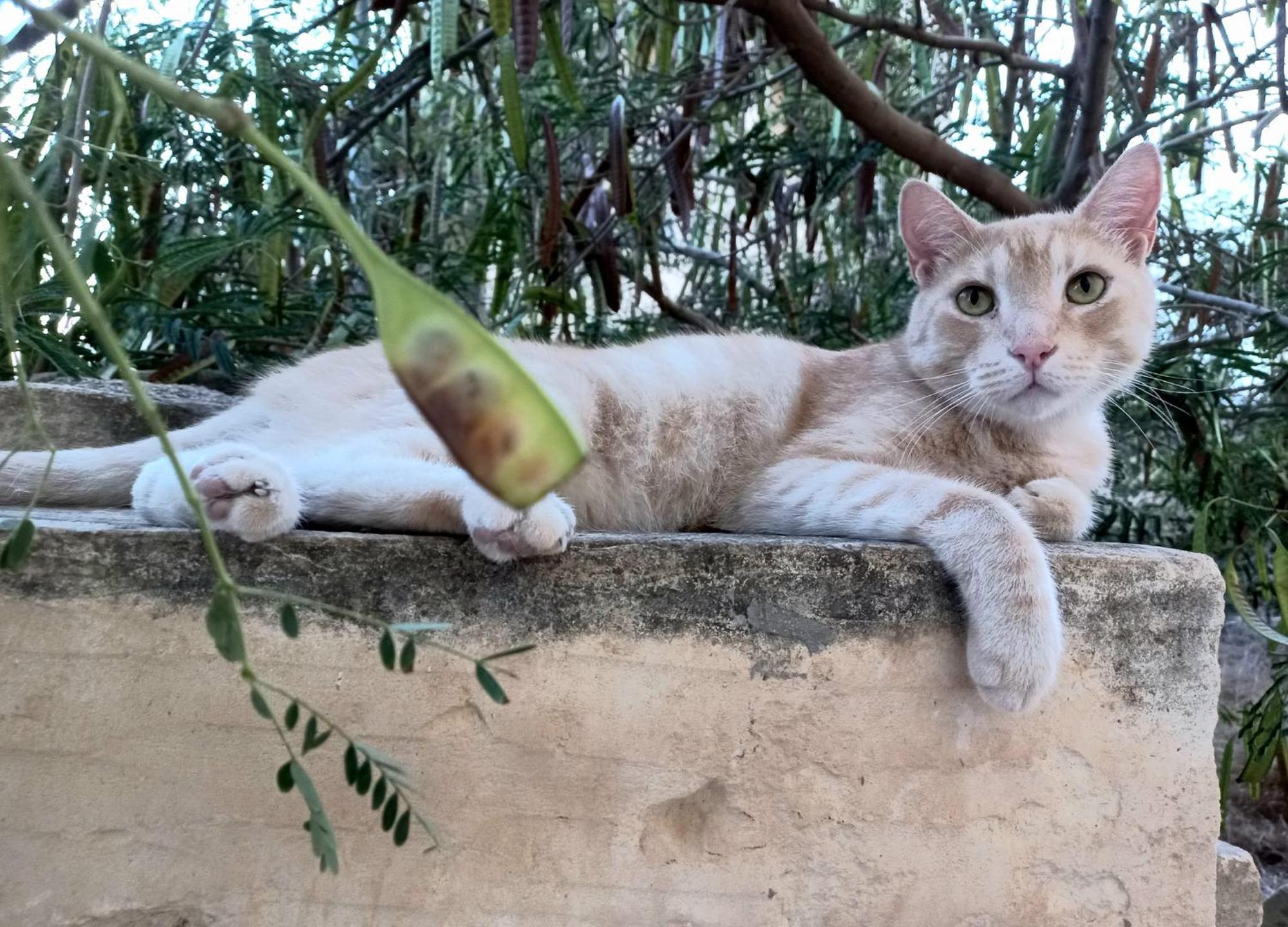 נדור Laremi Gozo B&B מראה חיצוני תמונה